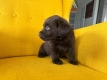 Ogłoszenie - Labrador Czekoladowy suczka. Miniaturka 6