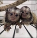 Ogłoszenie - Urocza marmozetka karłowata na sprzedaż.. Miniaturka 1
