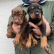 Ogłoszenie - Doberman – Szczenięta na sprzedaż. Miniaturka 4