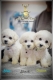 Ogłoszenie - Bichon Frise szczenięta. Miniaturka 1