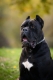 Ogłoszenie - Cane Corso – pies samiec na sprzedaż. Miniaturka 1