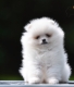 Ogłoszenie - Pomeranian Boo – przepiękne szczenięta. Miniaturka 1