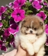 Ogłoszenie - Pomeranian Boo – przepiękne szczenięta. Miniaturka 6