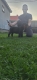 Ogłoszenie - Cane Corso piękne szczenięta. Miniaturka 6