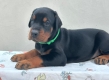 Ogłoszenie - Doberman – Szczenięta na sprzedaż. Miniaturka 5
