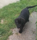 Ogłoszenie - Cane Corso piękne szczenięta. Miniaturka 10