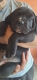 Ogłoszenie - Cane Corso piękne szczenięta. Miniaturka 4