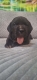 Ogłoszenie - Cane Corso piękne szczenięta. Miniaturka 5