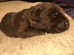 Ogłoszenie - Labrador Czekoladowy suczka. Miniaturka 7
