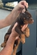 Ogłoszenie - Doberman – Szczenięta na sprzedaż. Miniaturka 3
