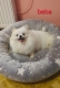 Ogłoszenie - Hodowla pomeranianów na sprzedaż. Miniaturka 7