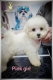 Ogłoszenie - Bichon Frise szczenięta. Miniaturka 5