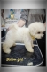 Ogłoszenie - Bichon Frise szczenięta. Miniaturka 4
