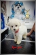 Ogłoszenie - Bichon Frise szczenięta. Miniaturka 9