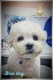 Ogłoszenie - Bichon Frise szczenięta. Miniaturka 2