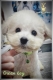 Ogłoszenie - Bichon Frise szczenięta. Miniaturka 3