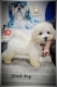 Ogłoszenie - Bichon Frise szczenięta. Miniaturka 7