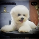 Ogłoszenie - Bichon Frise szczenięta. Miniaturka 8