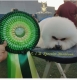 Ogłoszenie - Bichon Frise szczenięta. Miniaturka 10