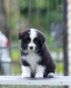 Ogłoszenie - Border Collie – Piękne szczenięta. Miniaturka 1