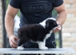 Ogłoszenie - Border Collie – Piękne szczenięta. Miniaturka 3