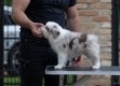 Ogłoszenie - Border Collie – Piękne szczenięta. Miniaturka 8