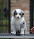 Ogłoszenie - Border Collie – Piękne szczenięta. Miniaturka 2