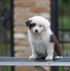 Ogłoszenie - Border Collie – Piękne szczenięta. Miniaturka 5