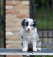 Ogłoszenie - Border Collie – Piękne szczenięta. Miniaturka 6