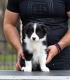 Ogłoszenie - Border Collie – Piękne szczenięta. Miniaturka 7