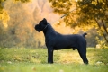 Ogłoszenie - Cane Corso – pies samiec na sprzedaż. Miniaturka 5