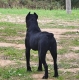 Ogłoszenie - Cane Corso – pies samiec na sprzedaż. Miniaturka 7