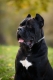 Ogłoszenie - Cane Corso – pies samiec na sprzedaż. Miniaturka 2