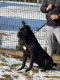 Ogłoszenie - Cane Corso – pies samiec na sprzedaż. Miniaturka 6