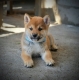 Ogłoszenie - Shiba Inu – Piękne szczenięta. Miniaturka 1