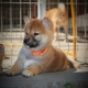 Ogłoszenie - Shiba Inu – Piękne szczenięta. Miniaturka 2