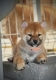 Ogłoszenie - Shiba Inu – Piękne szczenięta. Miniaturka 3