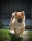 Ogłoszenie - Shiba Inu – Piękne szczenięta. Miniaturka 6
