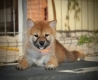 Ogłoszenie - Shiba Inu – Piękne szczenięta. Miniaturka 10