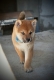Ogłoszenie - Shiba Inu – Piękne szczenięta. Miniaturka 4