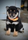 Ogłoszenie - Shiba Inu – Piękne szczenięta. Miniaturka 7
