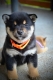 Ogłoszenie - Shiba Inu – Piękne szczenięta. Miniaturka 8