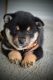 Ogłoszenie - Shiba Inu – Piękne szczenięta. Miniaturka 9