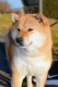 Ogłoszenie - Shiba Inu – Piękne szczenięta. Miniaturka 5