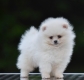 Ogłoszenie - Pomeranian Boo – przepiękne szczenięta. Miniaturka 3