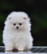 Ogłoszenie - Pomeranian Boo – przepiękne szczenięta. Miniaturka 2
