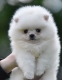 Ogłoszenie - Pomeranian Boo – przepiękne szczenięta. Miniaturka 5