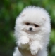 Ogłoszenie - Pomeranian Boo – przepiękne szczenięta. Miniaturka 7