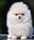 Ogłoszenie - Pomeranian Boo – przepiękne szczenięta. Miniaturka 4