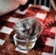 Ogłoszenie - Małe marmozety szukają nowego domu. Miniaturka 1